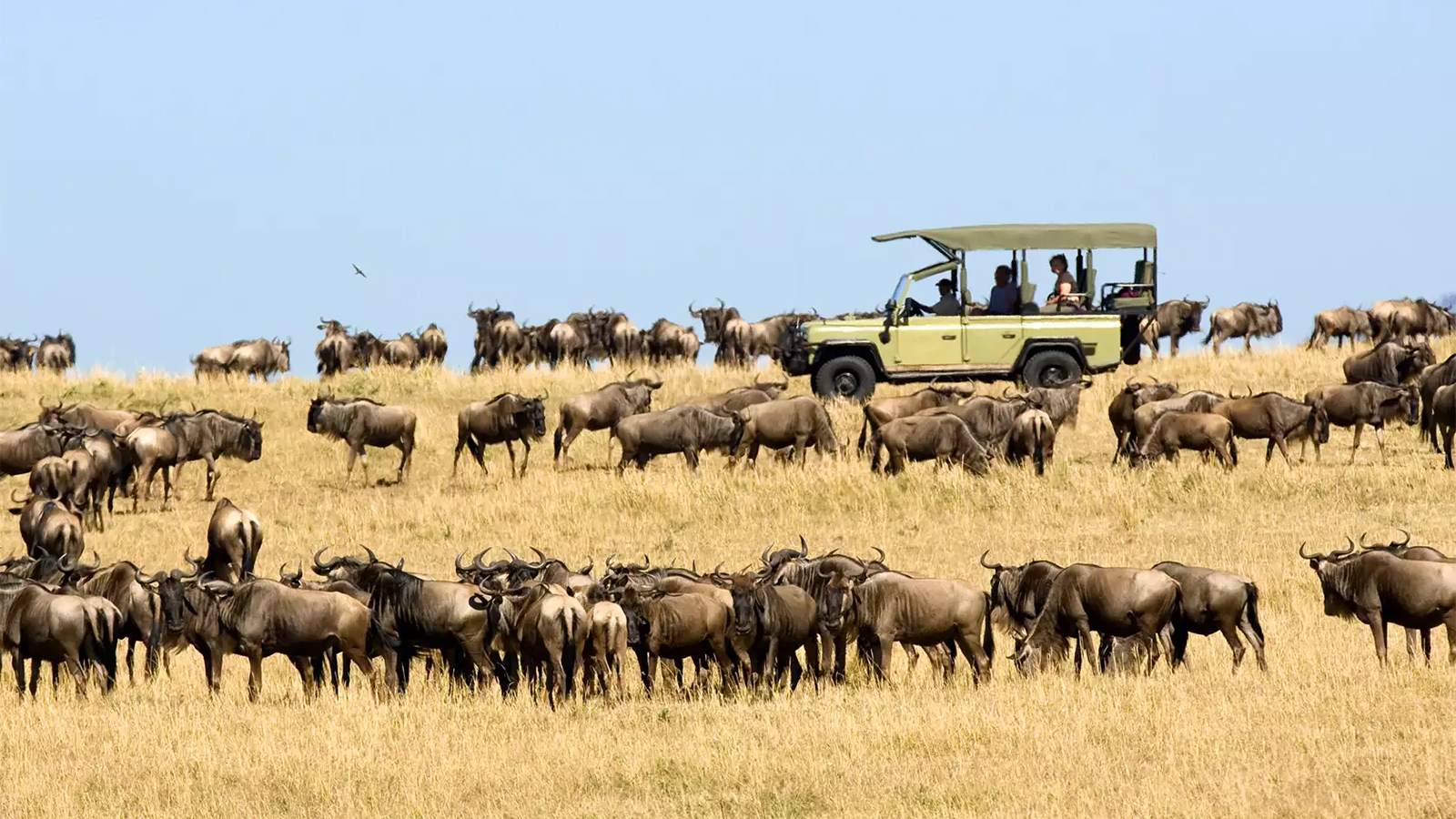 9 Days Combined Kenya Tanzania wildlife safari adventure experience 